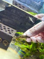 L519 wabenmuster pleco kweekgroep, Vis