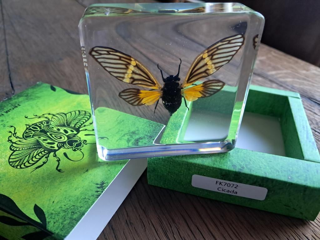 Handgemaakt hars kunstwerk – Cicade – Uniek 7,5 x 7.5cm, Verzamelen, Dierenverzamelingen, Ophalen of Verzenden, Nieuw, Insect