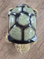 Twilight Turtle schildpad nachtlampje sterren, Ophalen of Verzenden, Gebruikt, Lamp