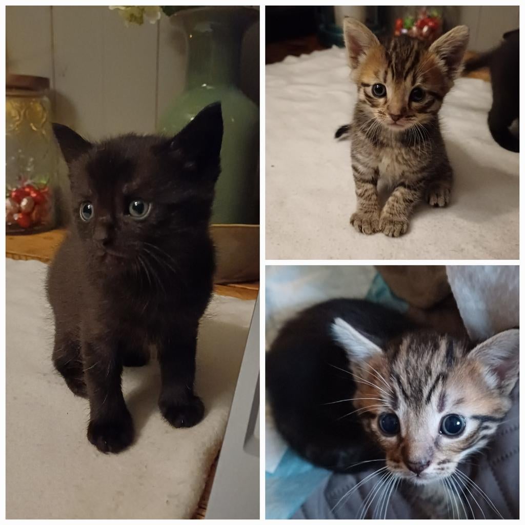 Kittens langhaar x Europese korthaar, Dieren en Toebehoren, Meerdere dieren, 0 tot 2 jaar