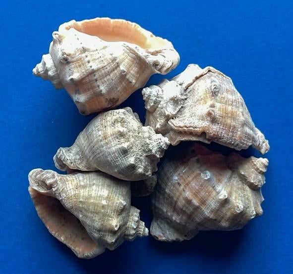 Stevige slakkenhuizen 10 stuks voor € 5,-!!!, Vis, Zoetwatervis