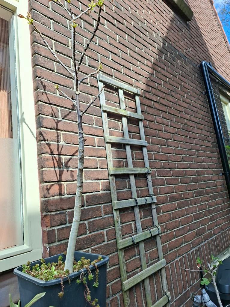 Walnootboom biologisch, Ophalen, Minder dan 100 cm, Overige soorten