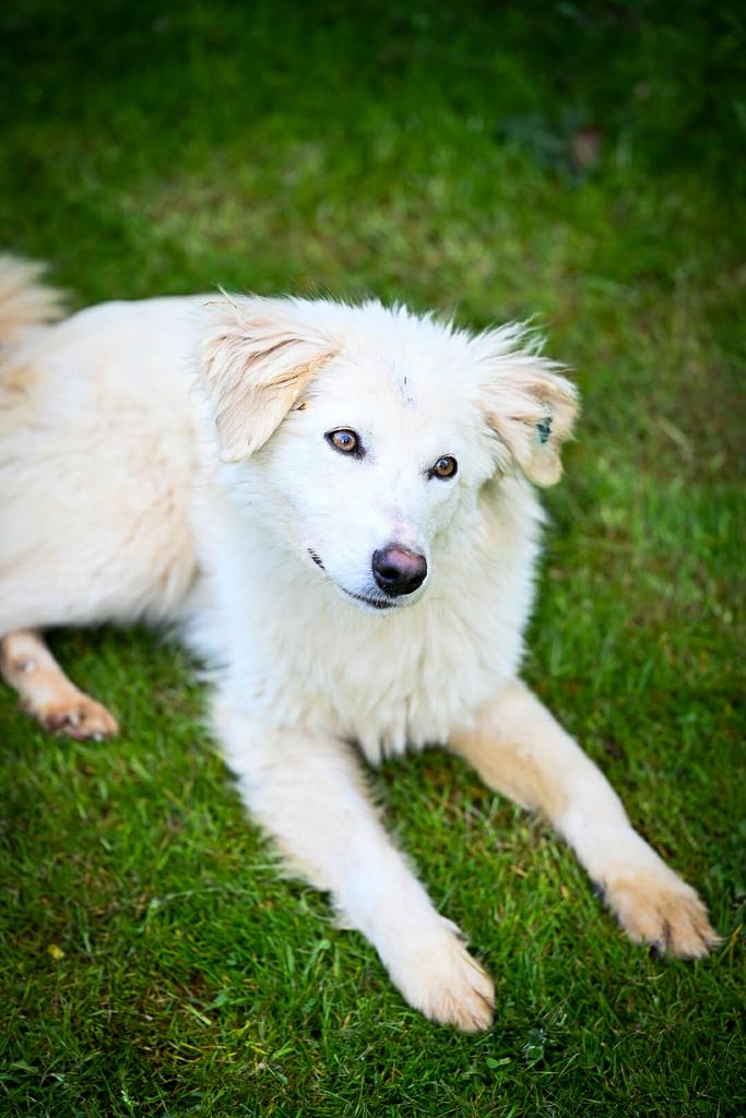 Snowy, medium mix teefje gest 1 jaar, Particulier, 1 tot 2 jaar, Buitenland, Teef