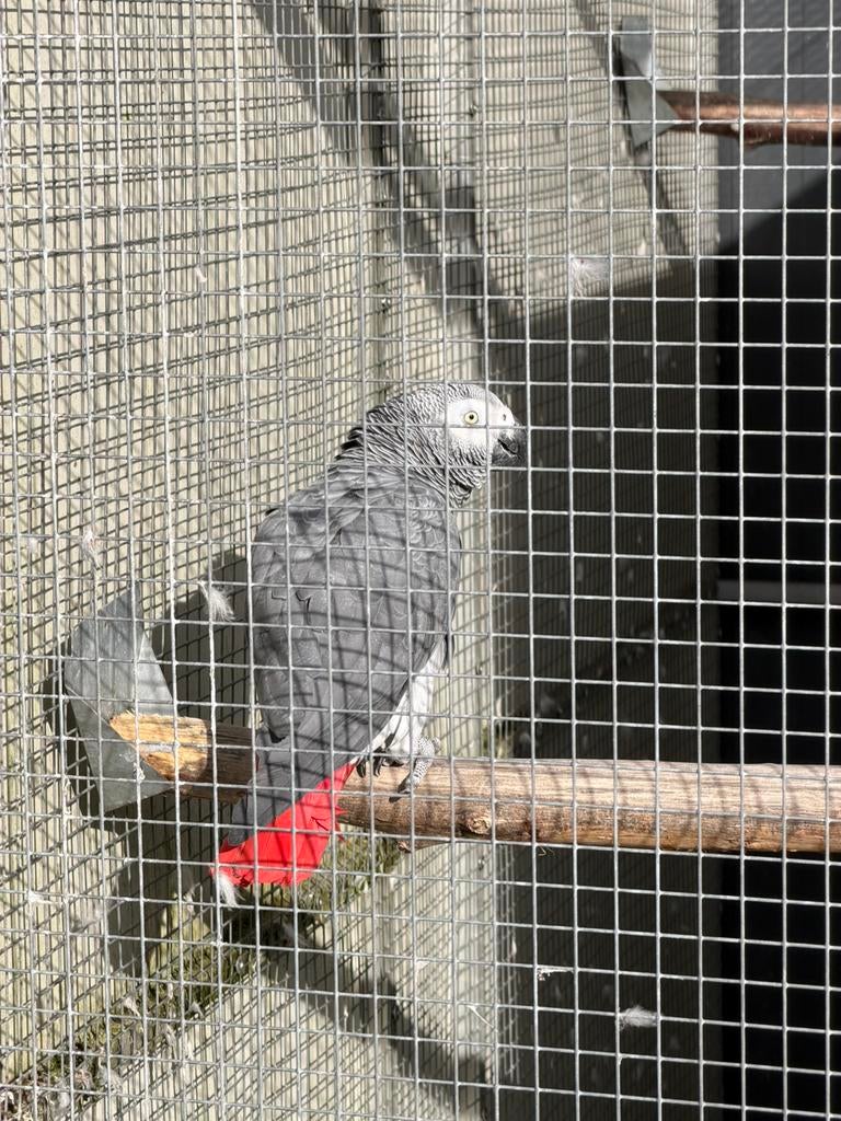 grijze roodstaart man, Dieren en Toebehoren, Vogels | Parkieten en Papegaaien, Mannelijk, Papegaai, Geringd