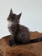 Prachtige maine coon kittens te koop, Meerdere dieren, Ontwormd
