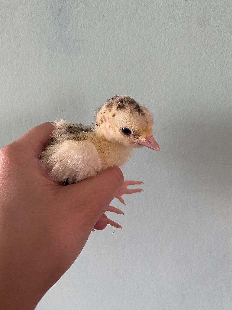 Kalkoen kuikens, Dieren en Toebehoren, Pluimvee, Geslacht onbekend, Kalkoen