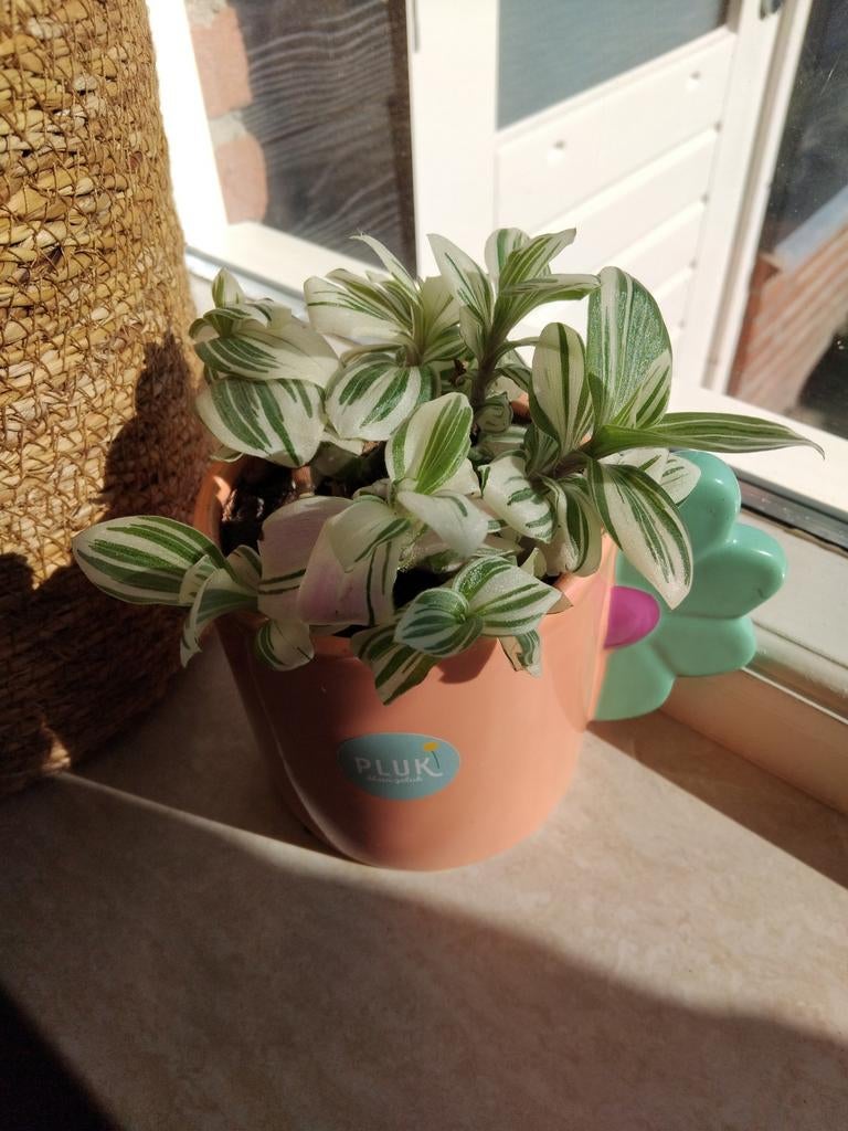 Tradescantia, Huis en Inrichting, Ophalen, Halfschaduw, In pot, Minder dan 100 cm