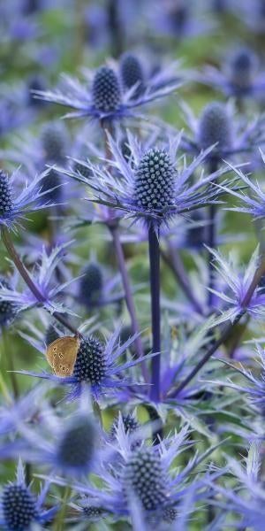 Kruisdistel ( Eryngium Planum ) planten, Volle zon, Vaste plant, Zomer, Ophalen