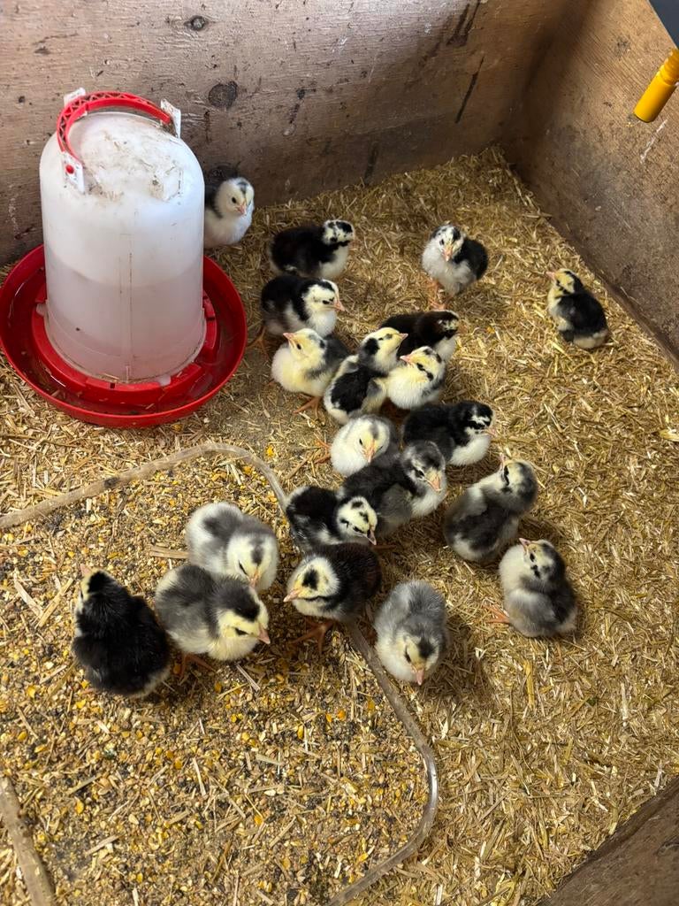 Broedeieren Ancona groot soort, Geslacht onbekend, Kip