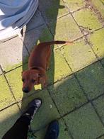 Dwergpincher, Parvo, Eén hond, 3 tot 5 jaar, Nederland