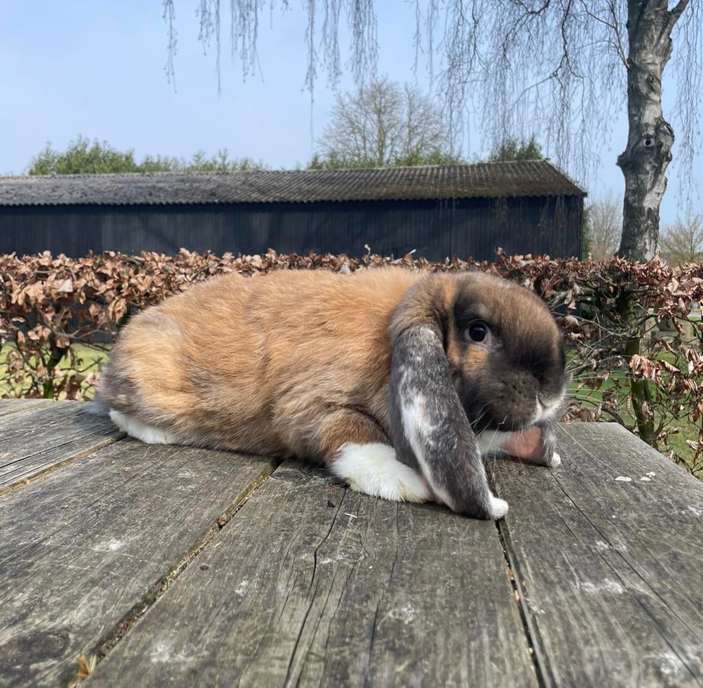 Lieve franse hangoor voedster, volledig gevaccineerd, Dieren en Toebehoren, Vrouwelijk, Groot, Hangoor, 0 tot 2 jaar