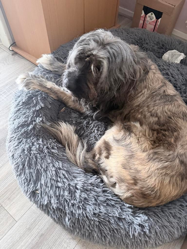 Briard X Kooiker, Parvo, 1 tot 2 jaar, Teef, Eén hond