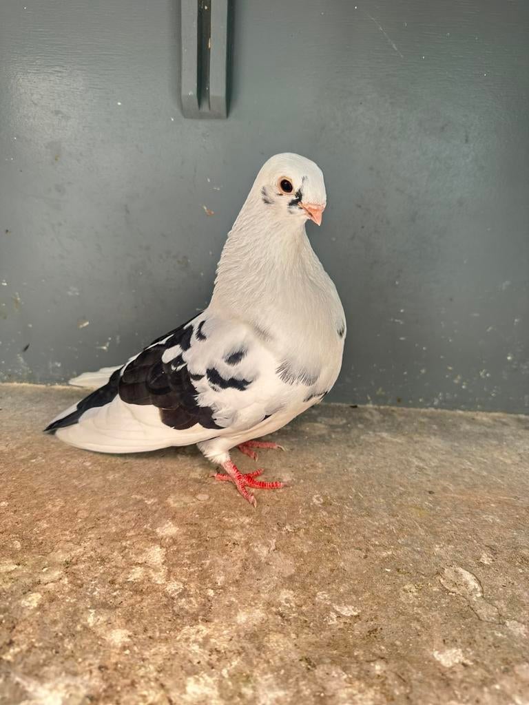 Canaria duivin 2026, Dieren en Toebehoren, Vrouwelijk, Kropper