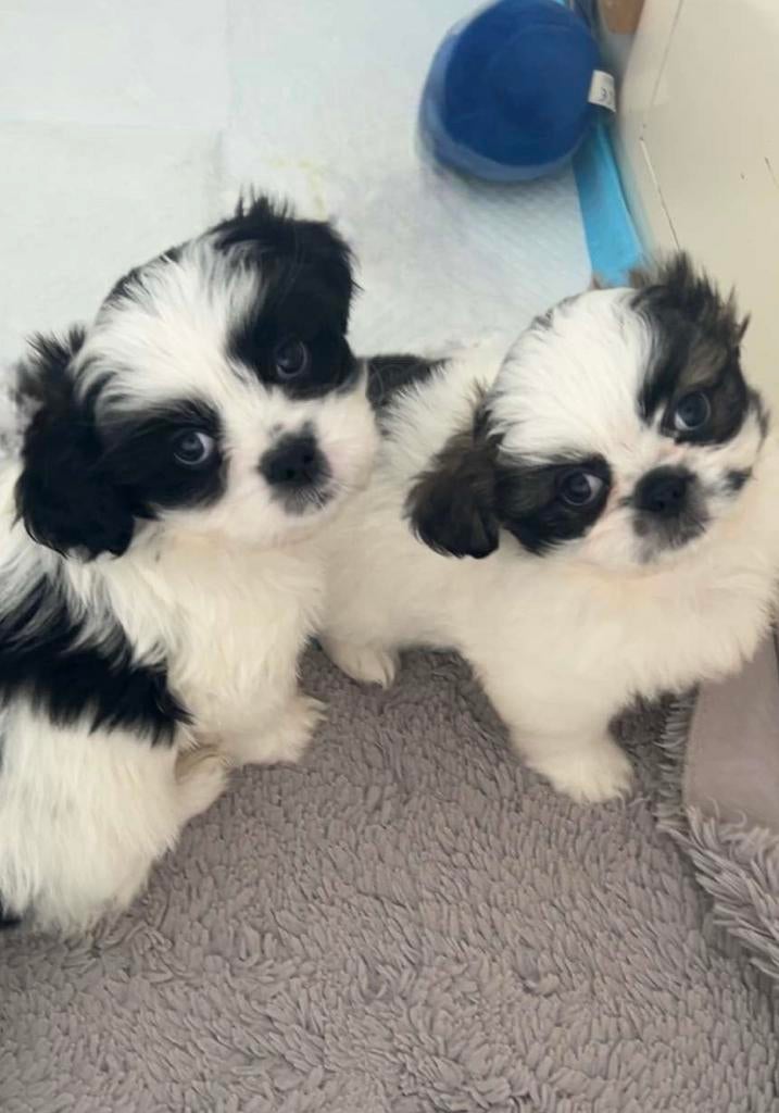 Schattige Boomer/Pekinees puppy’s, Overige rassen, 8 tot 15 weken, Meerdere, Meerdere dieren