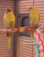 Bonte blackface, Geslacht onbekend, Parkiet, Geringd