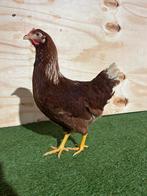 Legkippen, leghennen, bruin en wit, Vrouwelijk, Kip