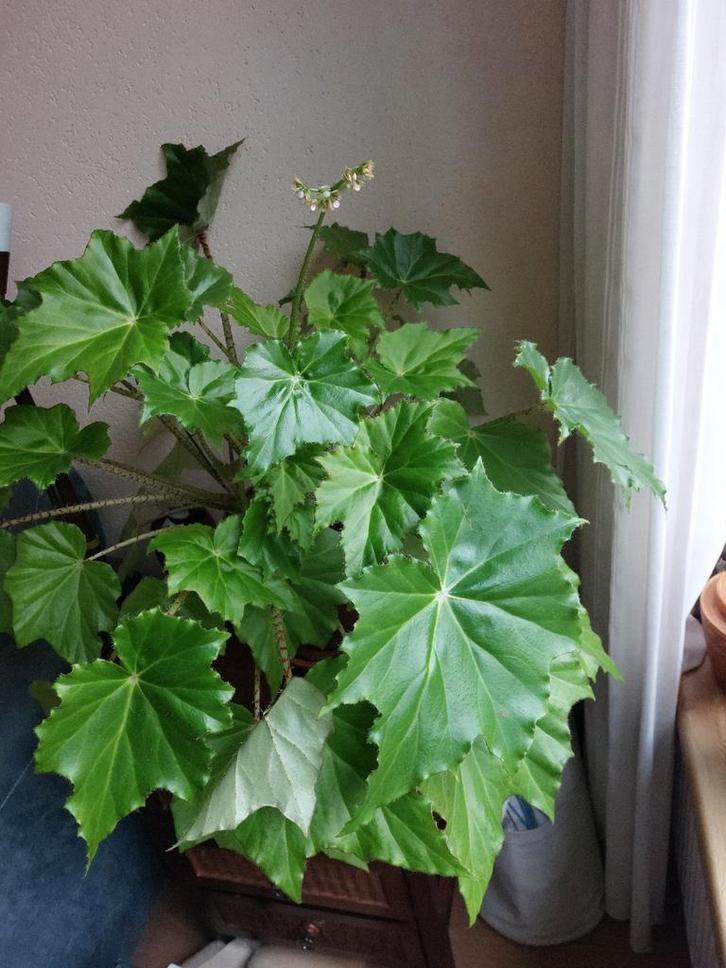 Grote kamerplant, Huis en Inrichting, Kamerplanten, Minder dan 100 cm, Halfschaduw, Verzenden