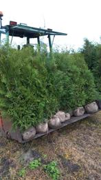 Thuja Brabant, Tuin en Terras, Planten | Struiken en Hagen, Ophalen of Verzenden, Conifeer, 100 tot 250 cm