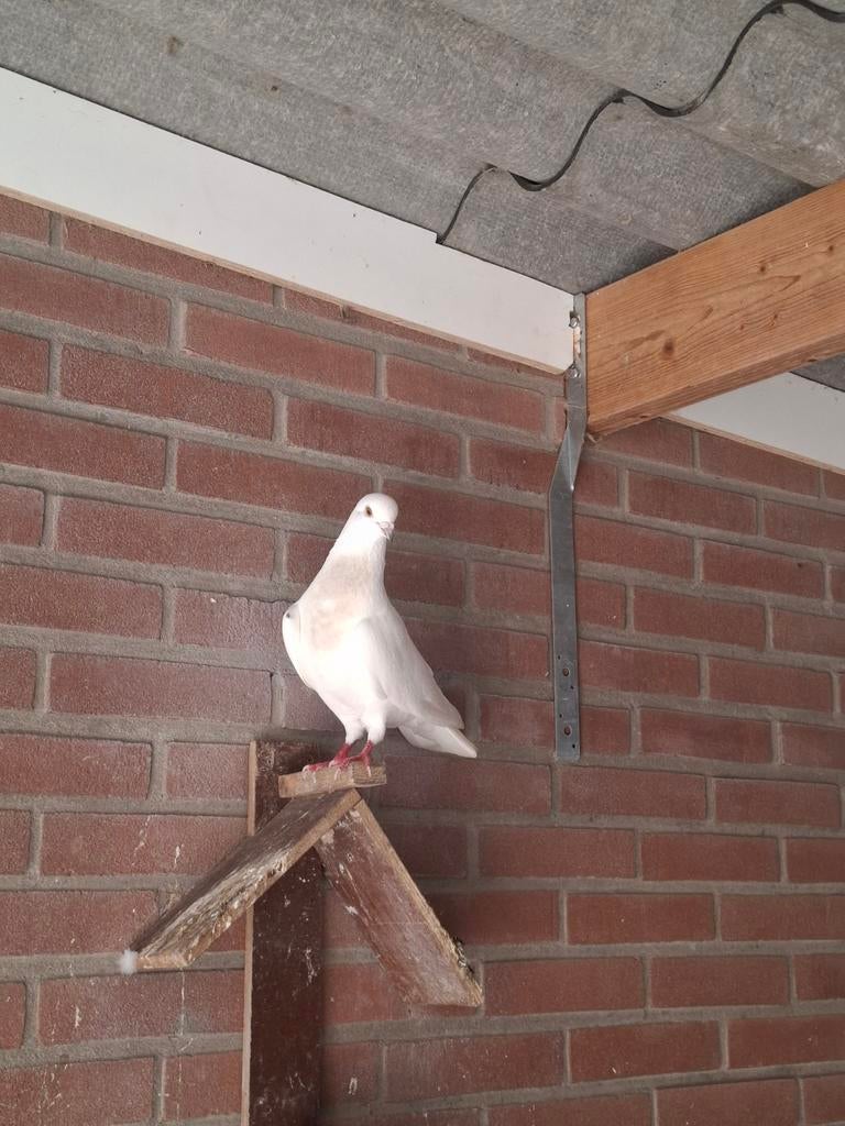 Sierduif, Vrouwelijk