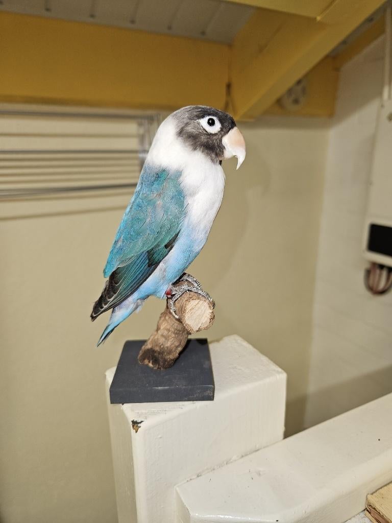 Prachtige blauwe agapornis personata parkiet /papagaai, Verzamelen, Dierenverzamelingen, Ophalen of Verzenden, Nieuw, Vogel, Opgezet dier
