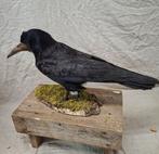 opgezette roek, Ophalen of Verzenden, Zo goed als nieuw, Vogel, Opgezet dier