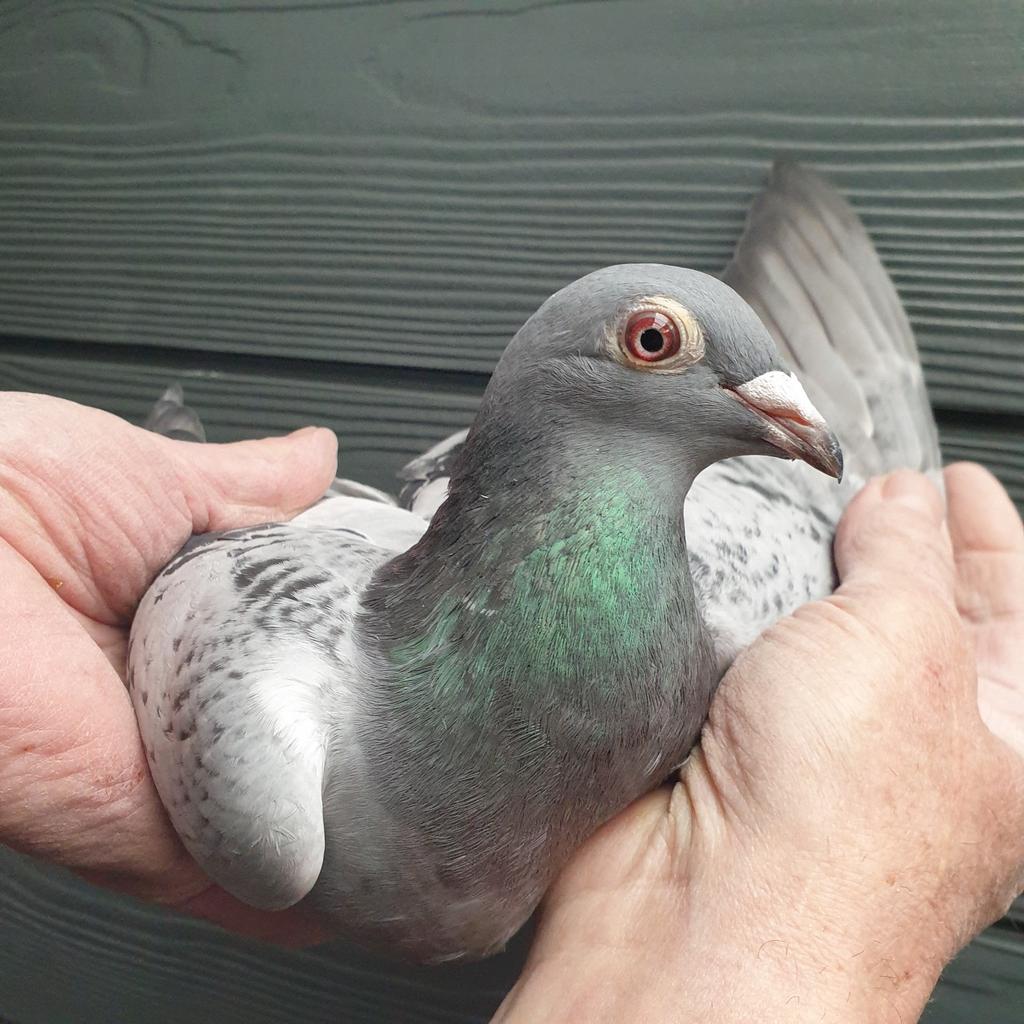 POSTDUIVEN PRACHT DUIVIN BELG 2024 BEST KITTEL  !, Vrouwelijk, Postduif