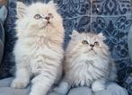 Britse langhaar kittens, Meerdere dieren, Ontwormd, 0 tot 2 jaar