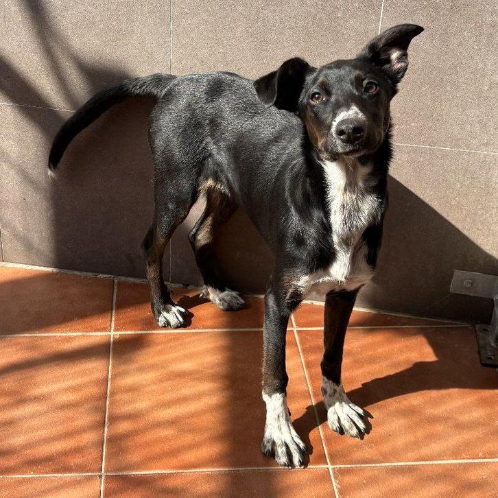 ACE: Nigrita is een aanhankelijke en sociale hond, Dieren en Toebehoren, Honden | Niet-rashonden, Middel, Teef, Particulier, Eén hond