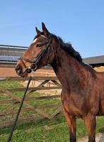 5 jarige Ierse volbloed merrie, Dieren en Toebehoren, Paarden, Merrie, Ontwormd, 3 tot 6 jaar