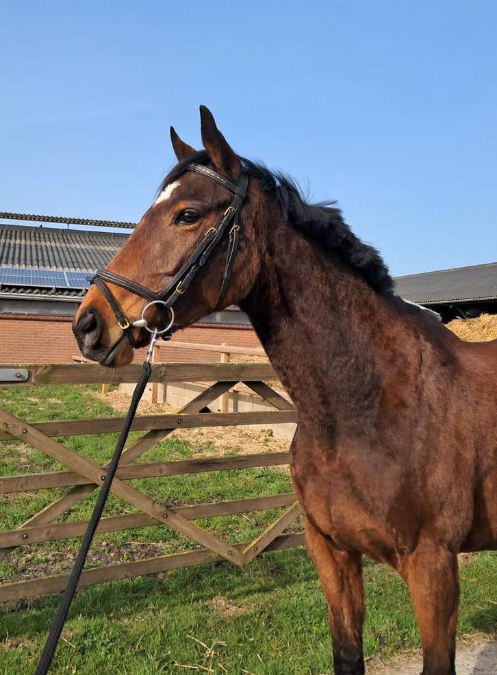 5 jarige Ierse volbloed merrie, Dieren en Toebehoren, Paarden, Merrie, 3 tot 6 jaar, Ontwormd