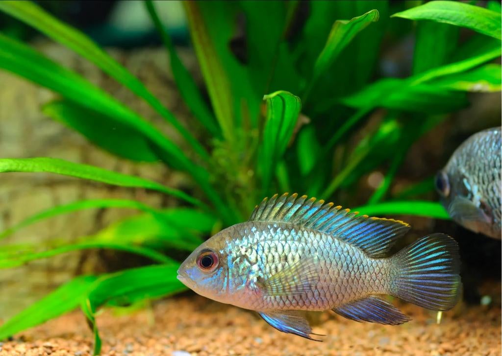 (Moet weg) Electric Blue Acara Cichlid, Vis