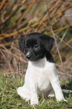 Friese stabij pups te koop, Overige rassen, 8 tot 15 weken, Meerdere, Meerdere dieren