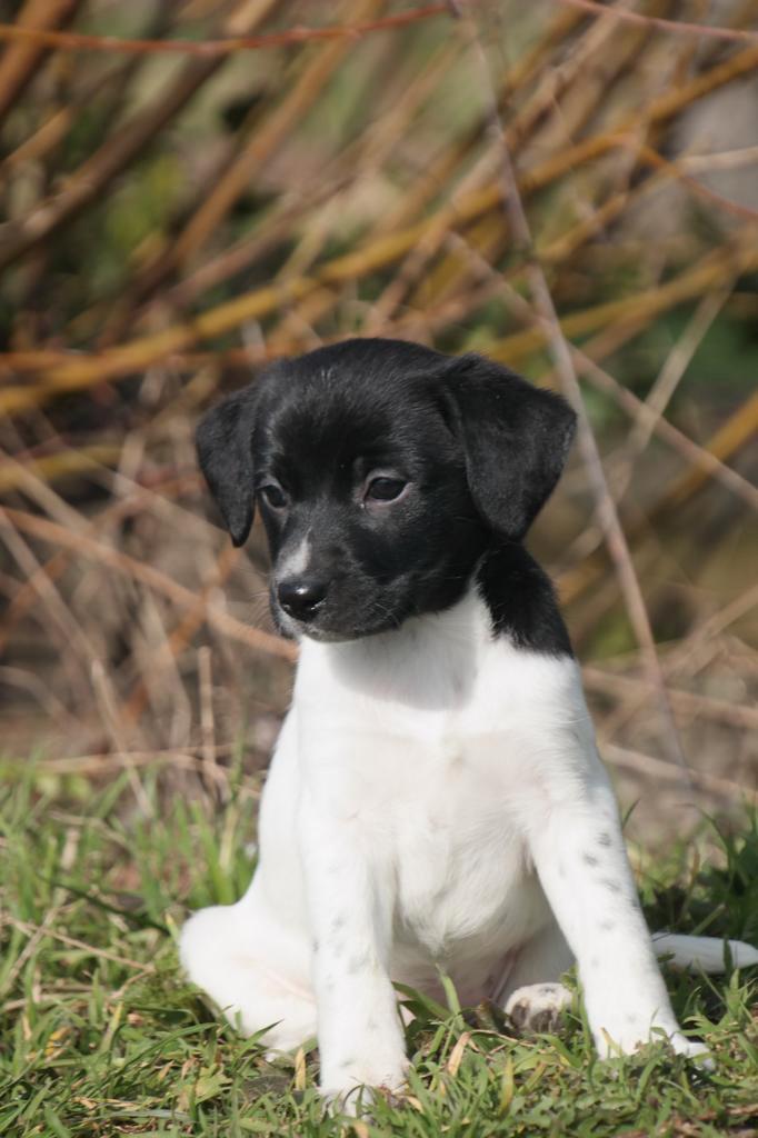 Boefenfox x friese stabij pups te koop, Dieren en Toebehoren, Honden | Setters en Staande honden, Meerdere dieren, Overige rassen