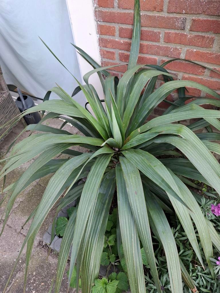 Koolpalm, Ophalen, Overige soorten, Volle zon