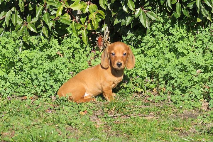 Red Cream Korthaar dwerg Teckel pups, Dieren en Toebehoren, Honden | Teckels en Dashonden, Meerdere dieren, Korthaar, Dwerg, Fokker | Professioneel