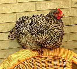 Amrock kippen (hennen), Dieren en Toebehoren, Vrouwelijk, Kip