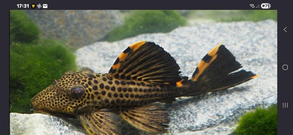 Zoek man L91, Dieren en Toebehoren, Vissen | Aquariumvissen, Vis