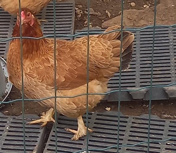 Bruine leghen, kruising Brahma X Welsumer, Vrouwelijk, Kip