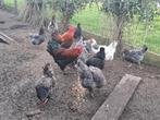 Te koop, Marans kippen, Meerdere dieren, Kip