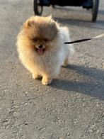 POMERIAAN ORANGE, Dieren en Toebehoren, Particulier, 15 weken tot 1 jaar, Buitenland, Parvo