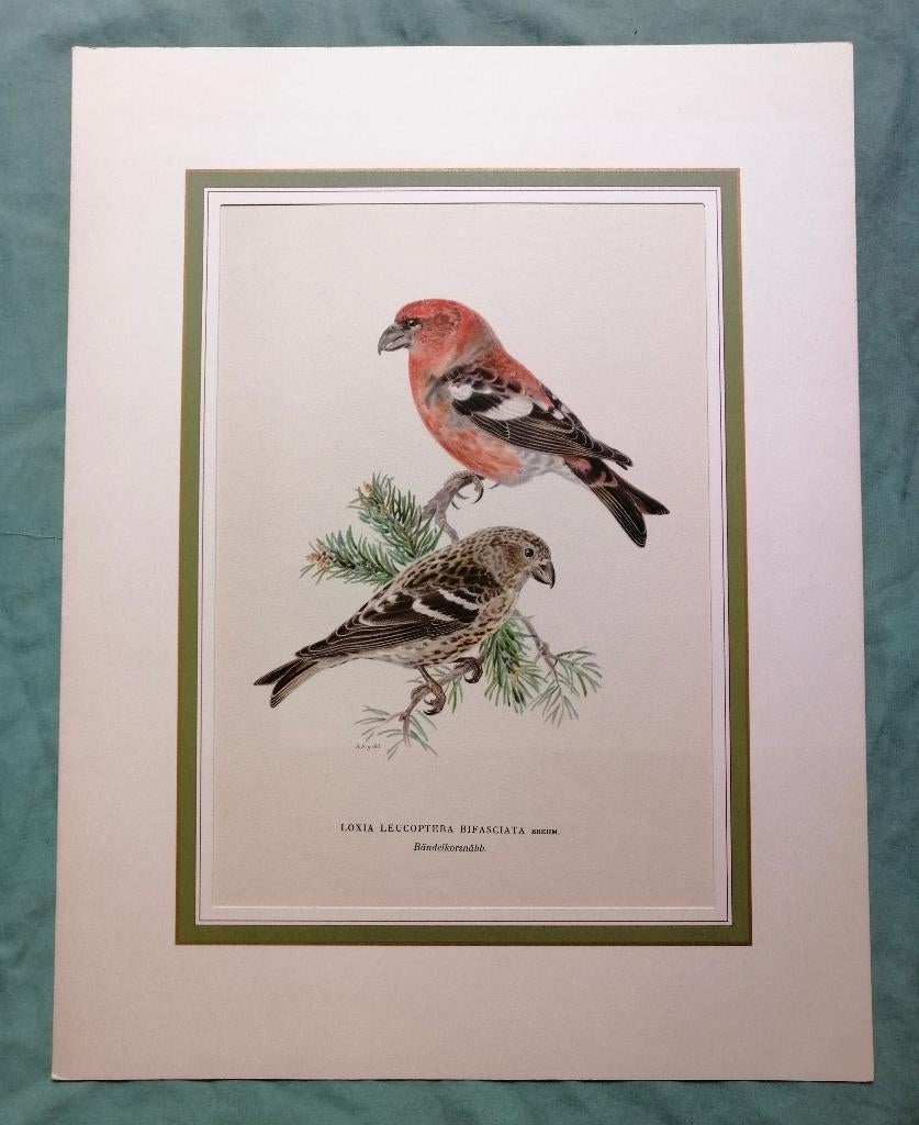 Vogelprent Litho Witbandkruisbek, 44 cm, 34 cm, Ophalen of Verzenden, Flora en Fauna