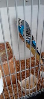 Te koop koppel grasparkieten, Meerdere dieren, Parkiet