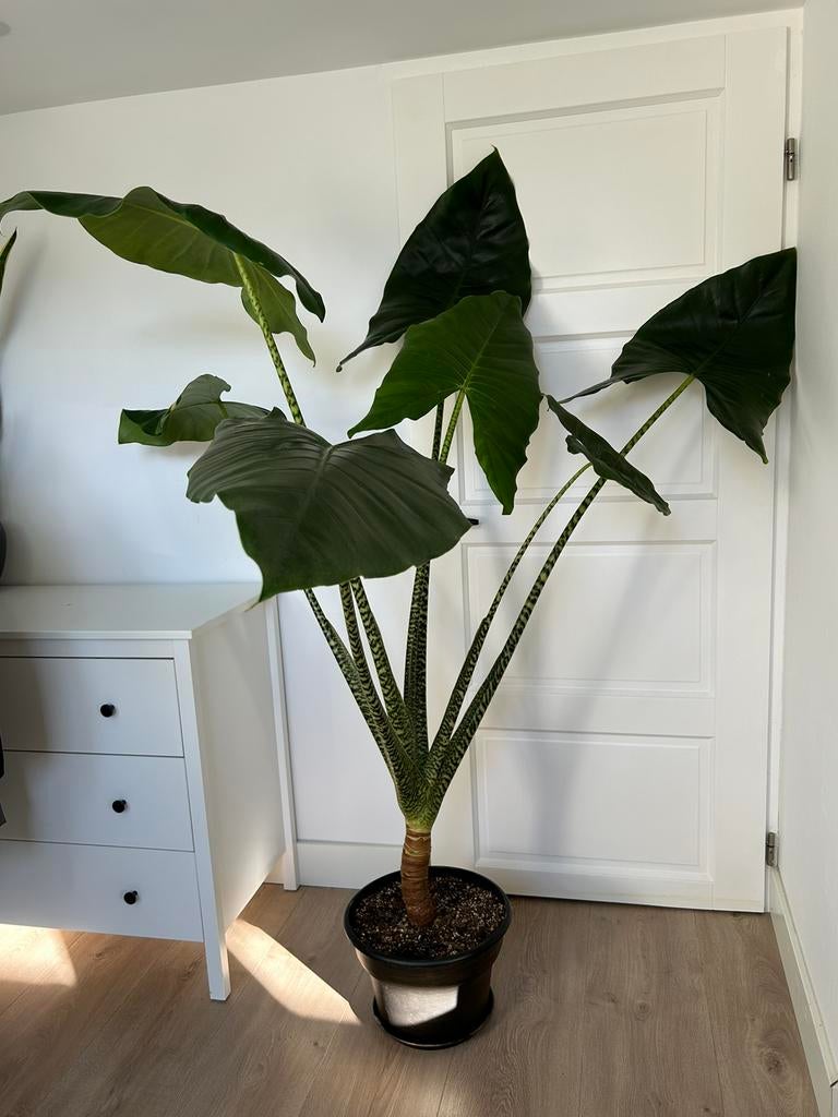 XXL Alocasia Zebrina (164cm), Huis en Inrichting, Kamerplanten, Ophalen, Halfschaduw, 150 tot 200 cm