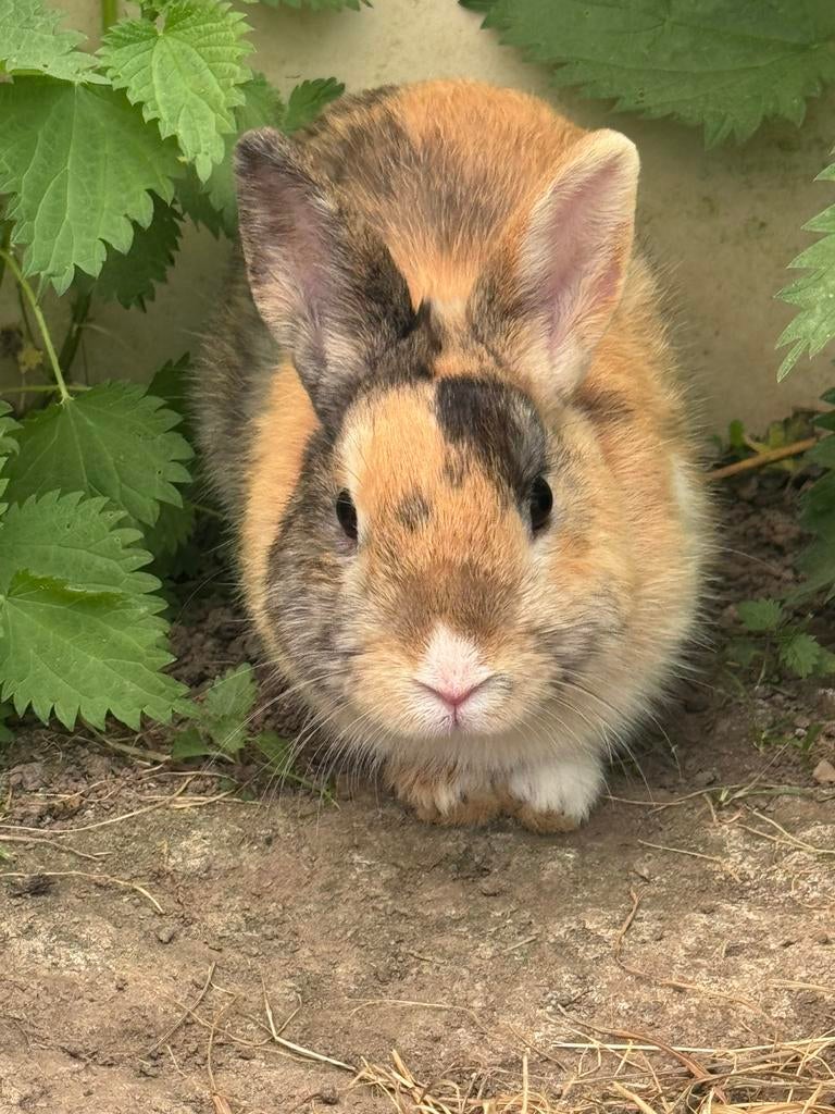 Lieve dwerg konijntjes !, Dieren en Toebehoren, Mannelijk, Klein, 0 tot 2 jaar