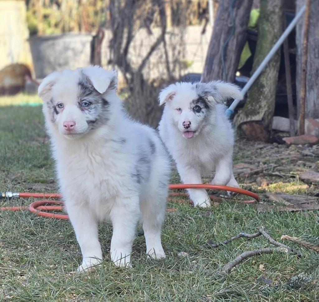 Border collie pups, 15 weken tot 1 jaar, Buitenland, Collie, Parvo