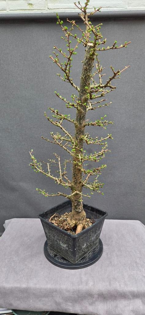 Pre bonsai Larix Kaempferi, Ophalen of Verzenden, Overige soorten, Minder dan 100 cm