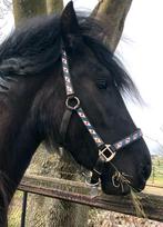 3 jarige friese merrie te koop, Merrie, Recreatiepaard