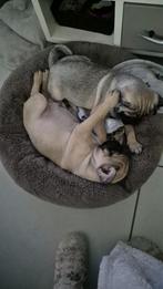 lieve mopshond pups te koop, België, Particulier, 8 tot 15 weken, Parvo