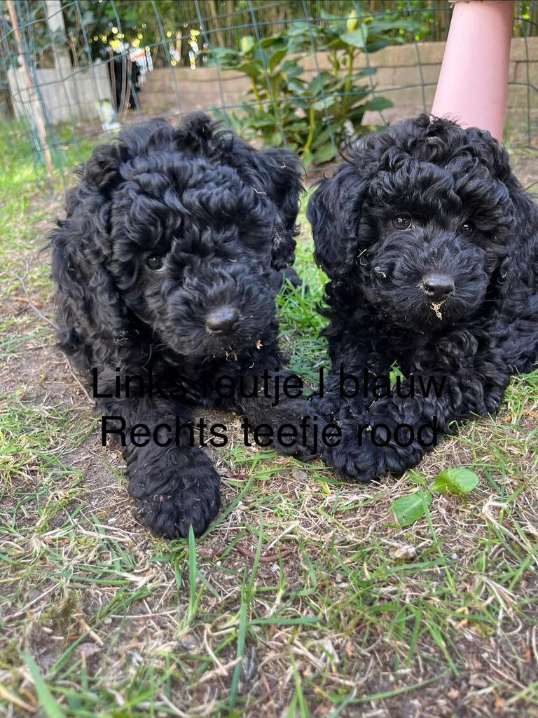 Maltipoo, Dieren en Toebehoren, Overige rassen, Meerdere, Meerdere dieren, Nederland