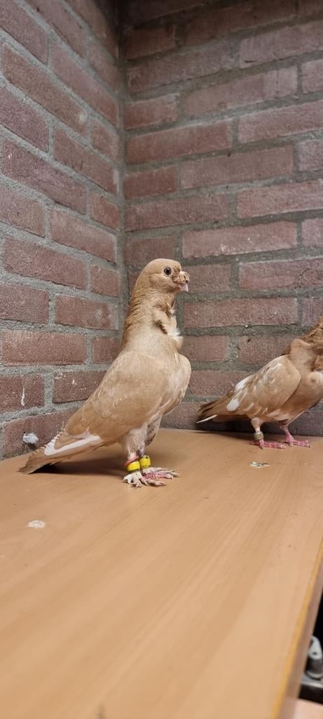 Syrische duiven, Dieren en Toebehoren